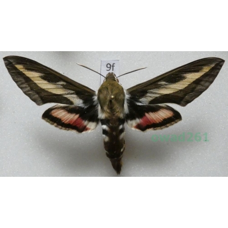 Hyles gallii (Rottemburg, 1775) Poland9f